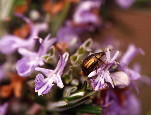 Bellissimo Crisomelide Chrysolina americana